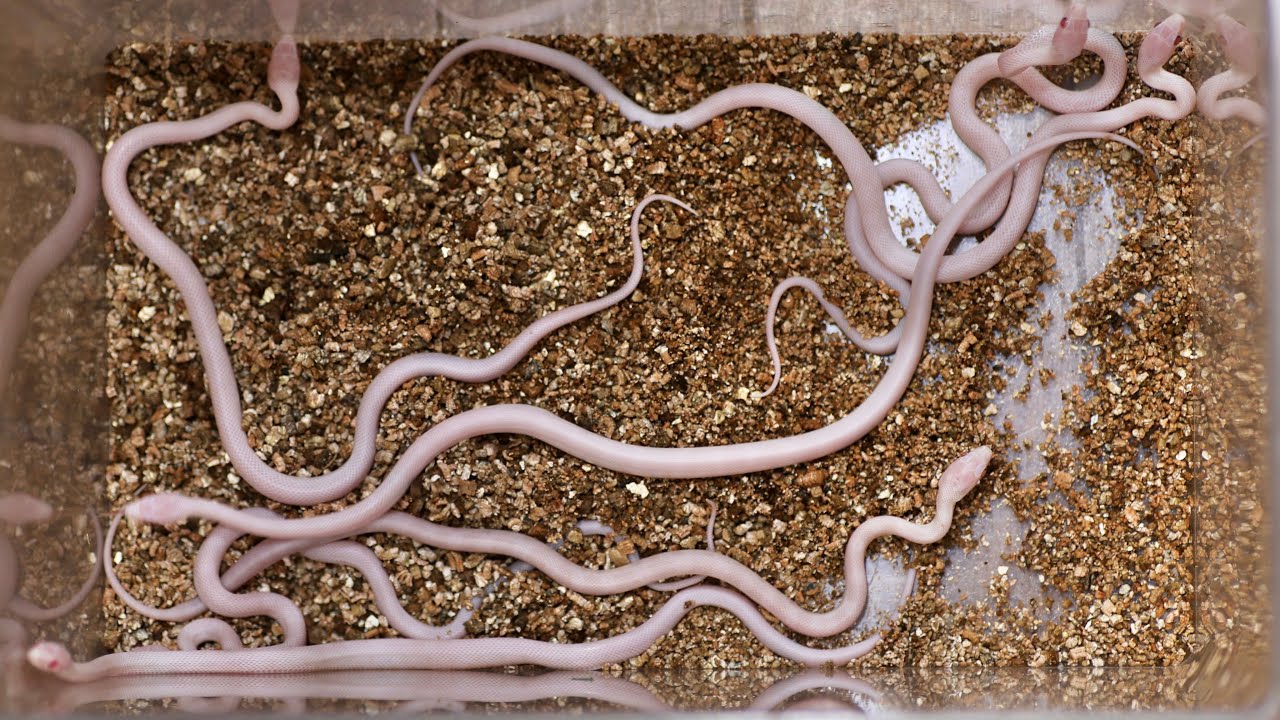 白ヘビの赤ちゃんが大量に生まれました