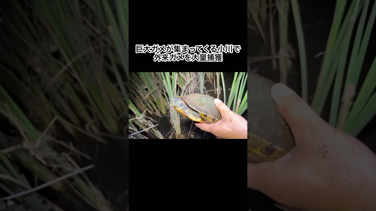 夜になると巨大ガメが集まってくる小川で外来ガメを大量捕獲　#shorts