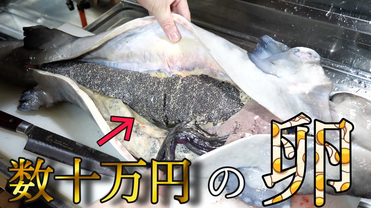 家でやることじゃねぇ！中古車くらいの値段の『チョウザメ』から自家製キャビアを作る！