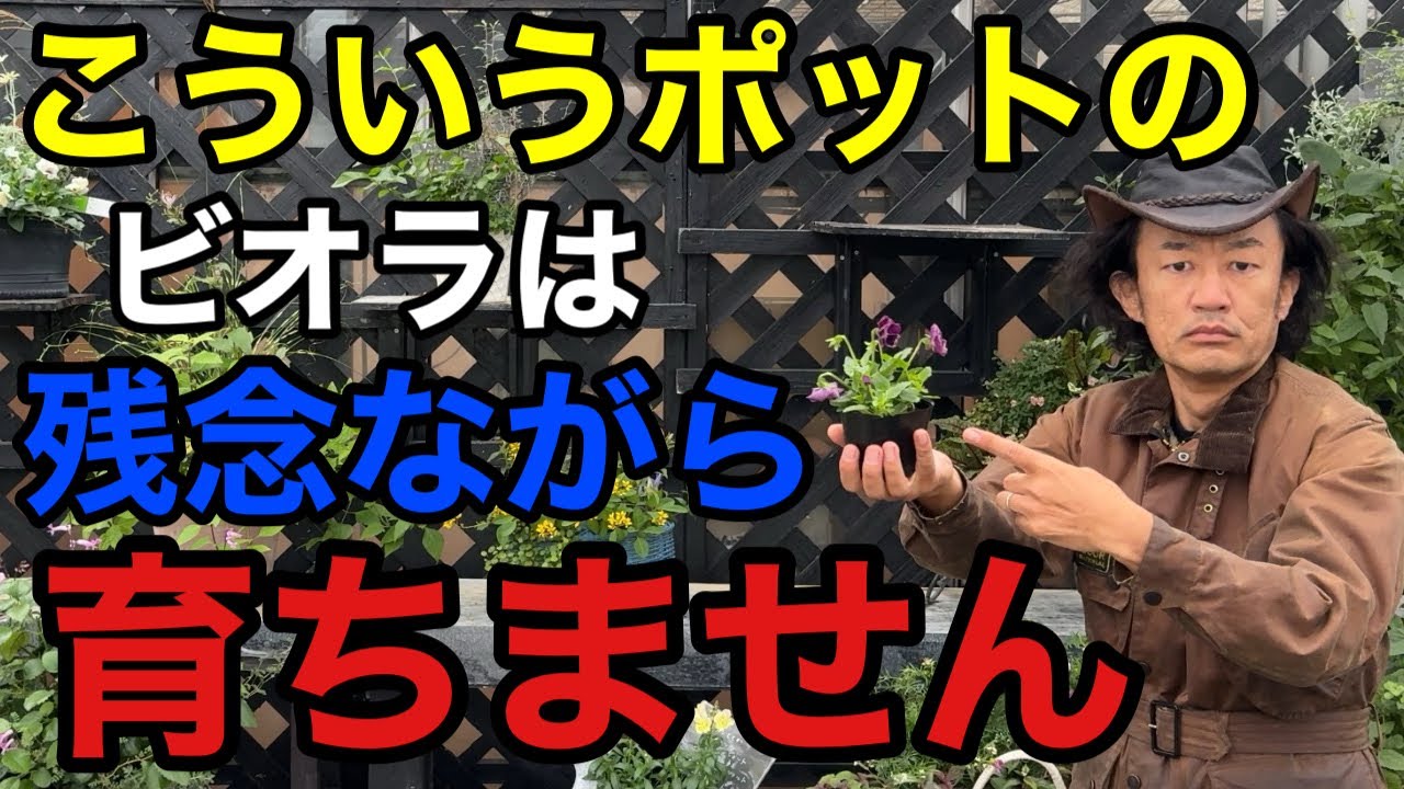 【要注意】初心者が失敗しないビオラの選び方教えます　　　　　【カーメン君】【園芸】