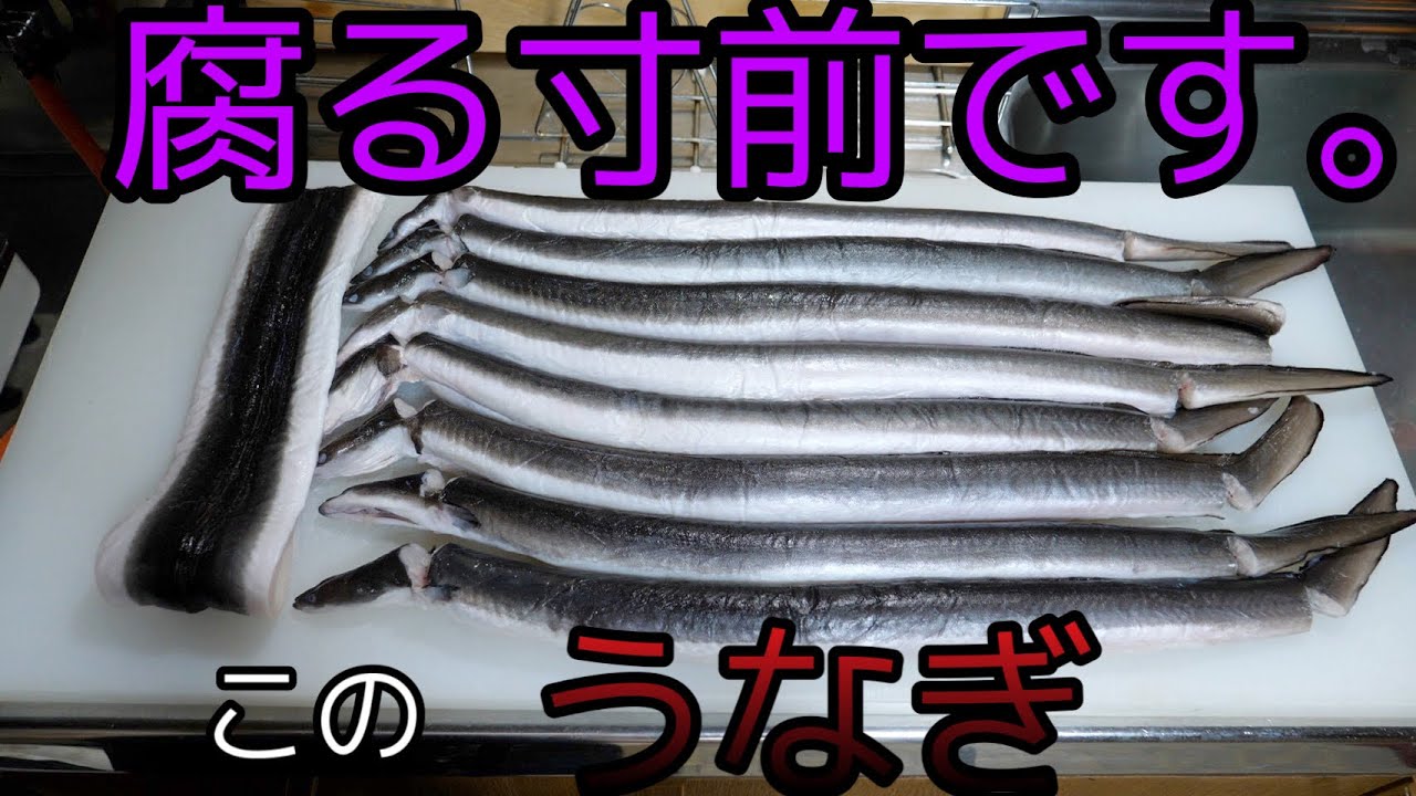 10日間冷蔵庫で放置されたうなぎが『超熟成』をしていた！とんでもない化け物ウナギに進化していた。