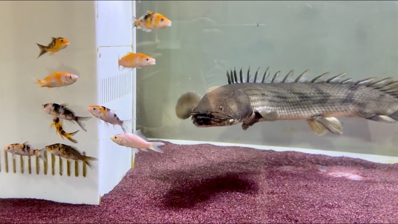巨大な古代魚が群れる水槽に大量のコイを投入してみた