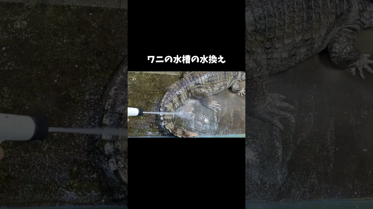 ワニの水槽の水換え方法 #shorts