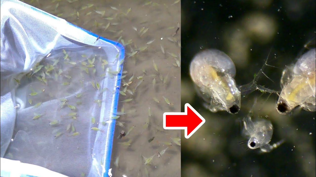 田んぼの微生物を網で掬って倍率２０００倍の顕微鏡で観察したら楽し過ぎた