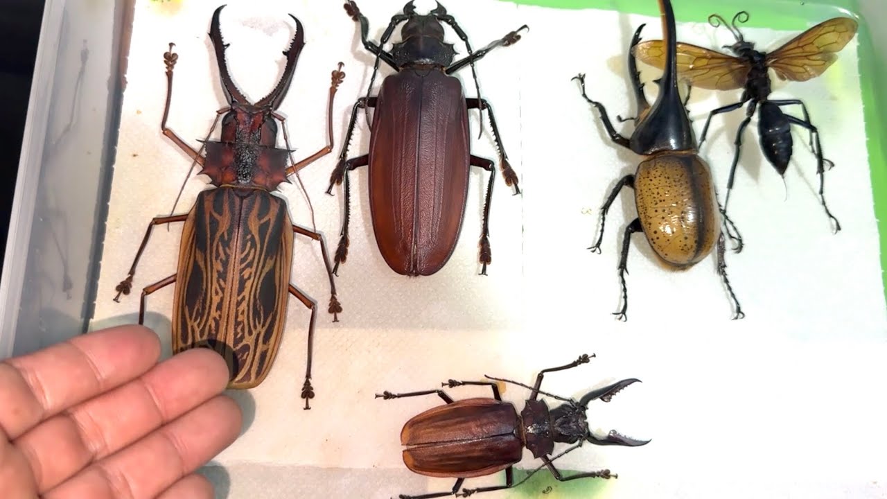 現地の虫を売ってるアマゾンの虫屋がヤバ過ぎる