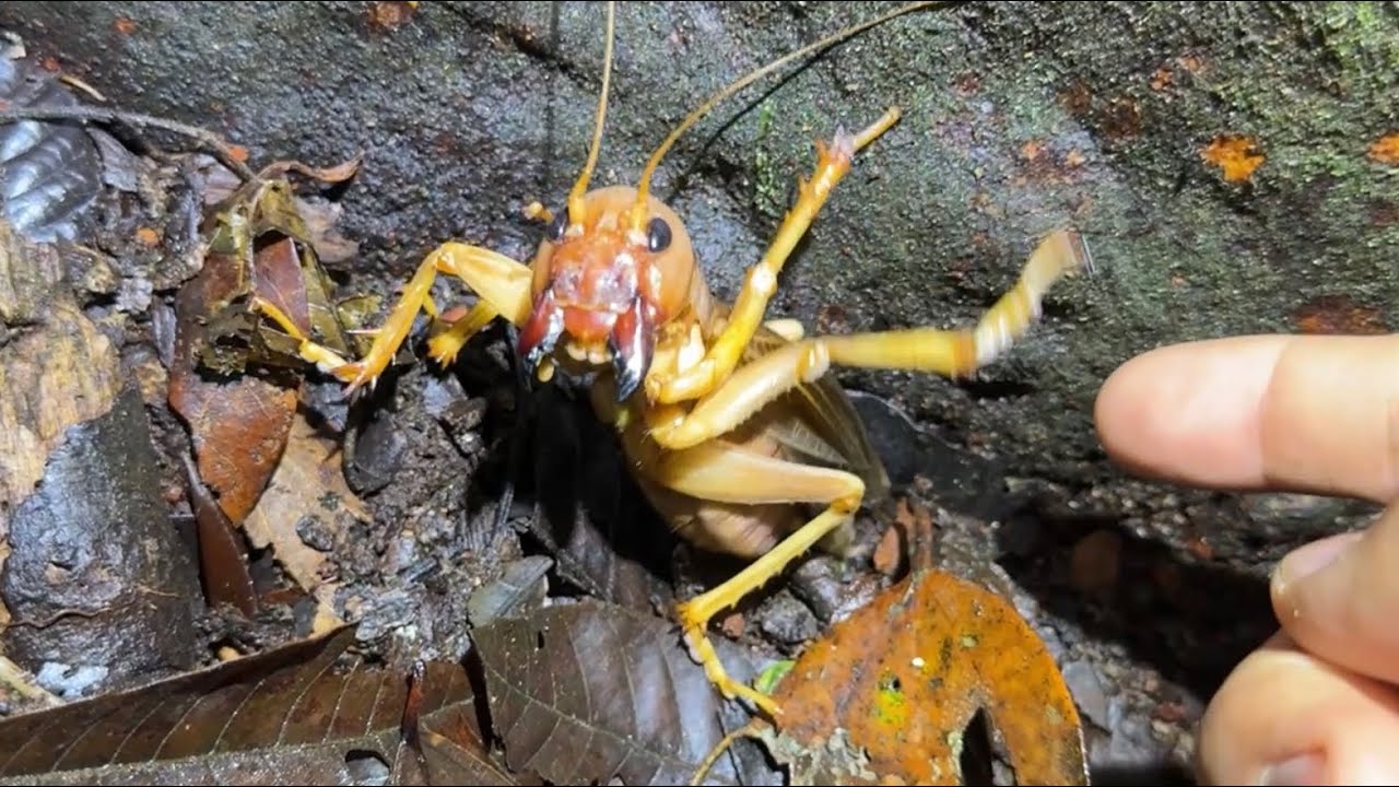 インドネシアの怪物、野生のリオックの捕獲に成功しました