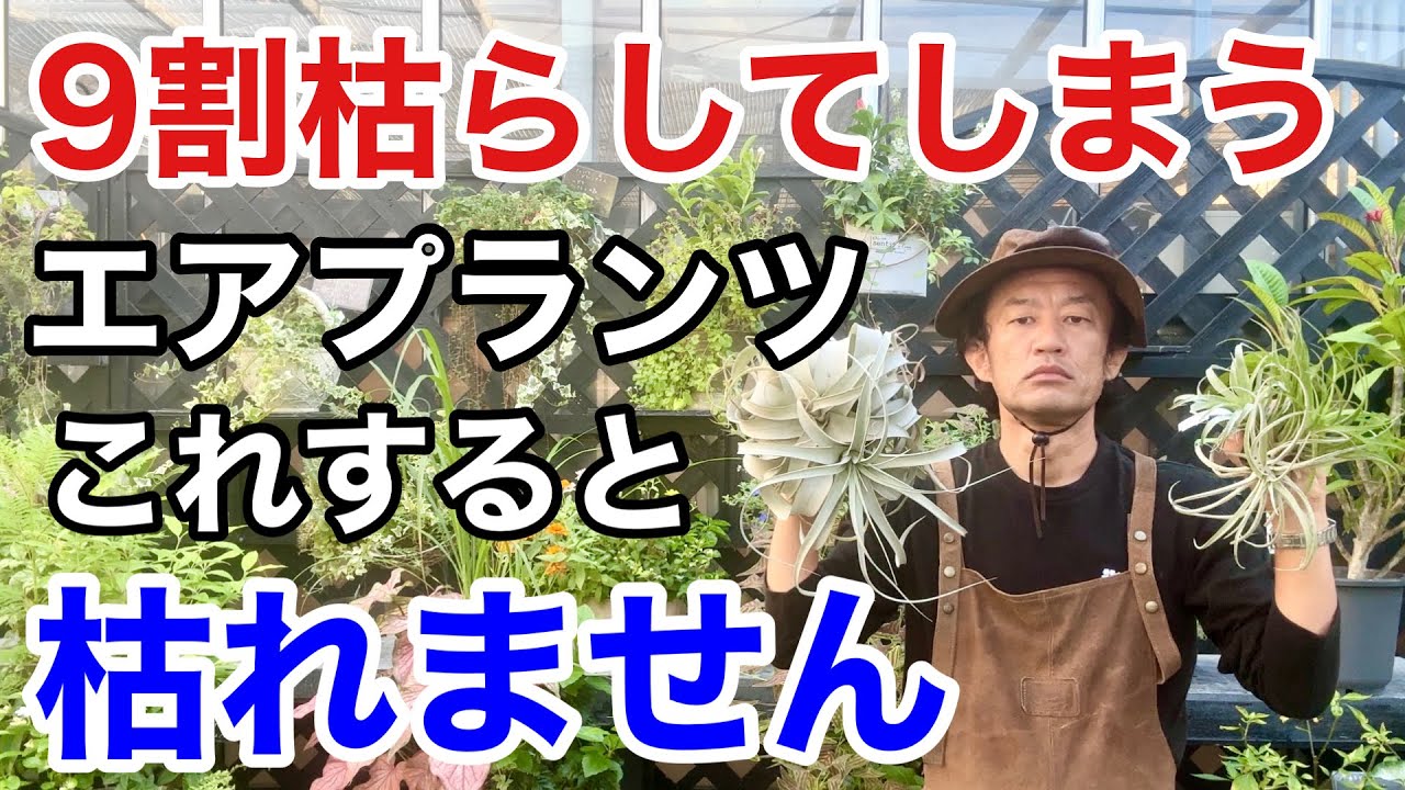 【誰でもできる】エアプランツはこう育てれば枯れません。　　　【カーメン君】【園芸】【ガーデニング】【初心者】