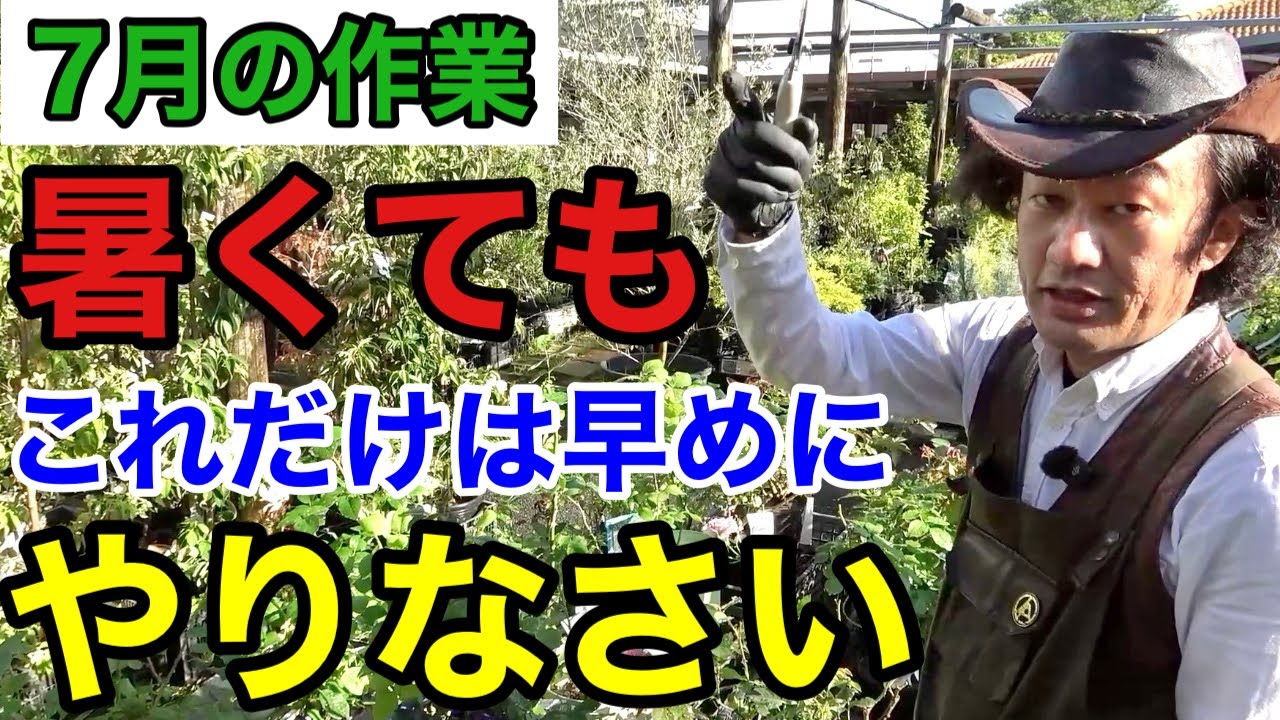 【植物管理丸わかり】ズボラさんでもできる７月の園芸作業教えます　　　　【カーメン君】【園芸】【ガーデニング】【初心者】