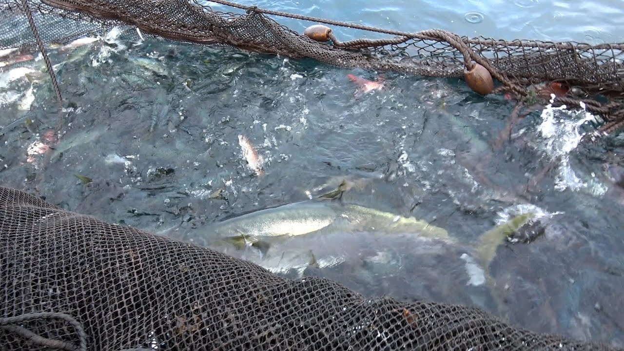 大海原に仕掛けられた【巨大な網】を引き上げたらとんでもない魚が！！！