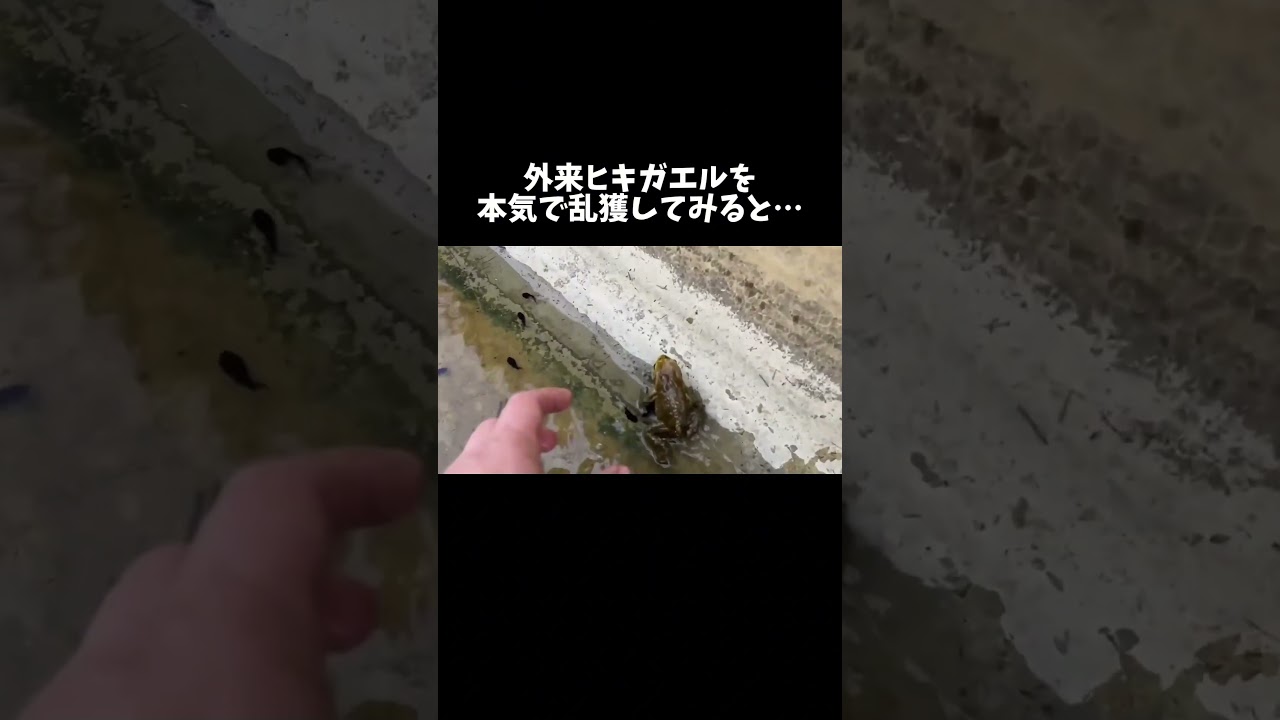 外来ヒキガエルを本気で乱獲したらとんでもない事になった #shorts