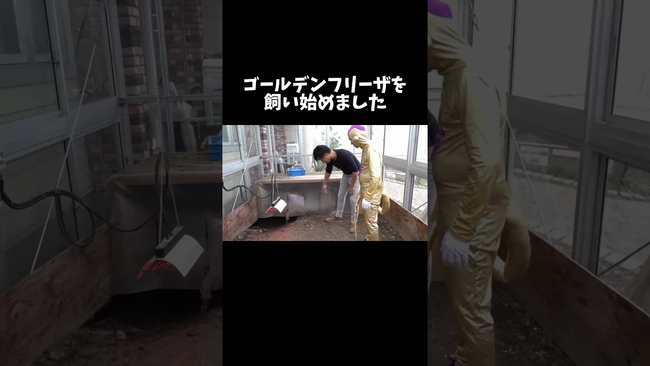 ゴールデンフリーザを飼い始めました #shorts