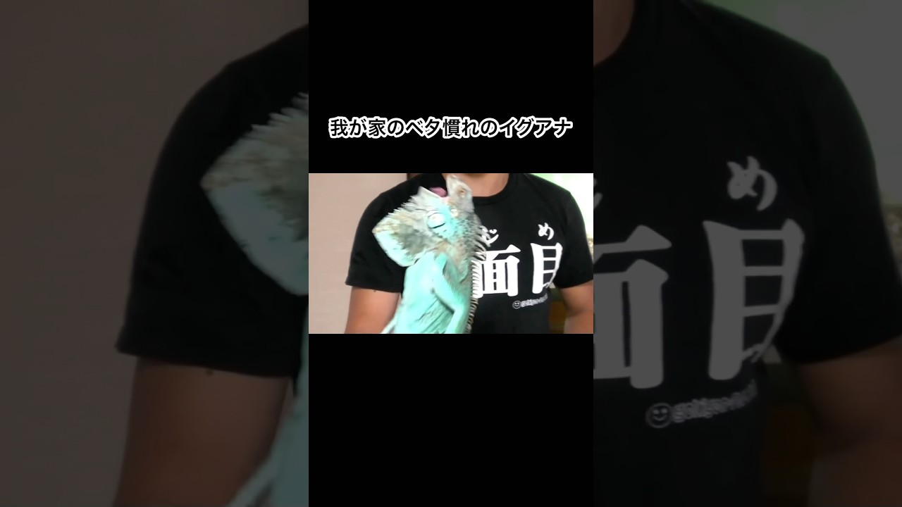 我が家のベタ慣れの爬虫類を紹介します② #shorts
