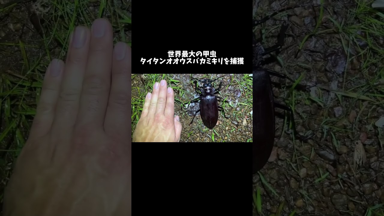 世界最大の甲虫『タイタンオオウスバカミキリ』を捕獲！ #shorts