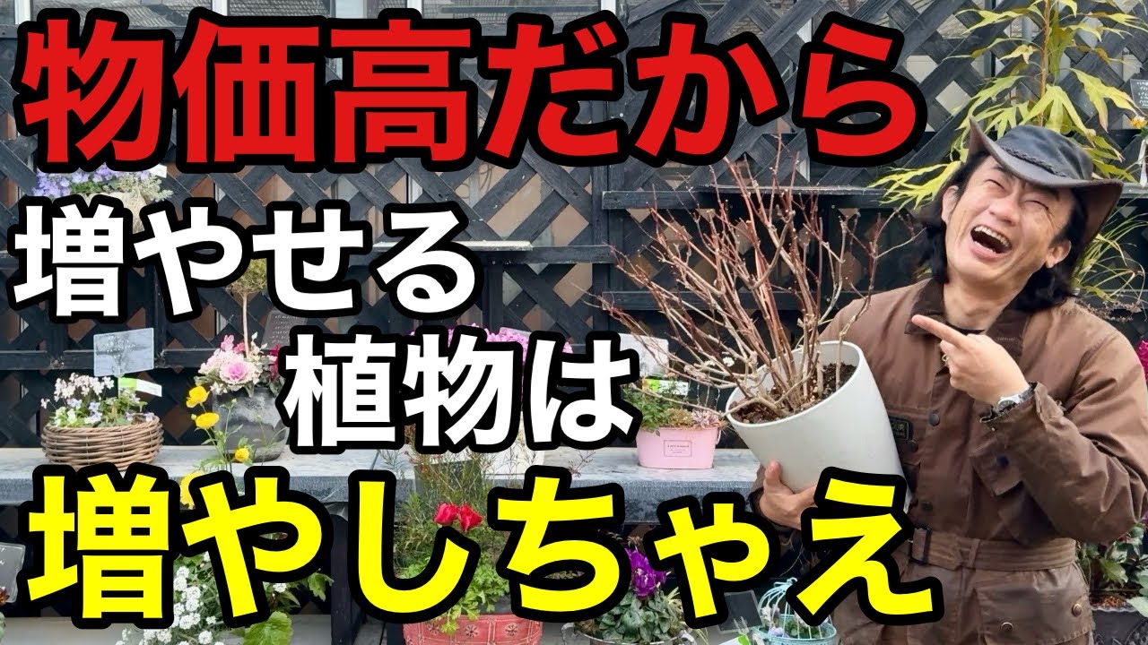 【今がチャンス】植物を買わずに増やして庭を華やかにする方法教えます　　　　【ガーデニング】【さし木】【増やし方】
