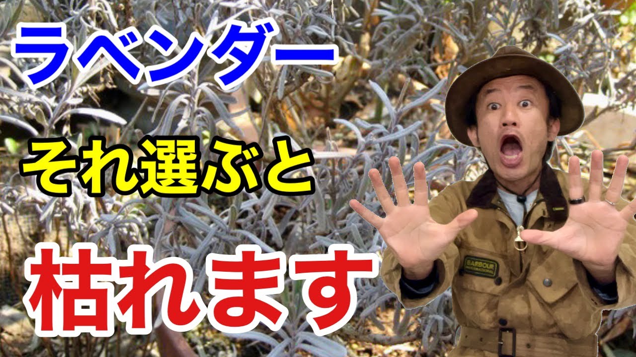 【これが全て】初心者がラベンダーを枯らさないコツ教えてます　　【カーメン君】【ガーデニング】