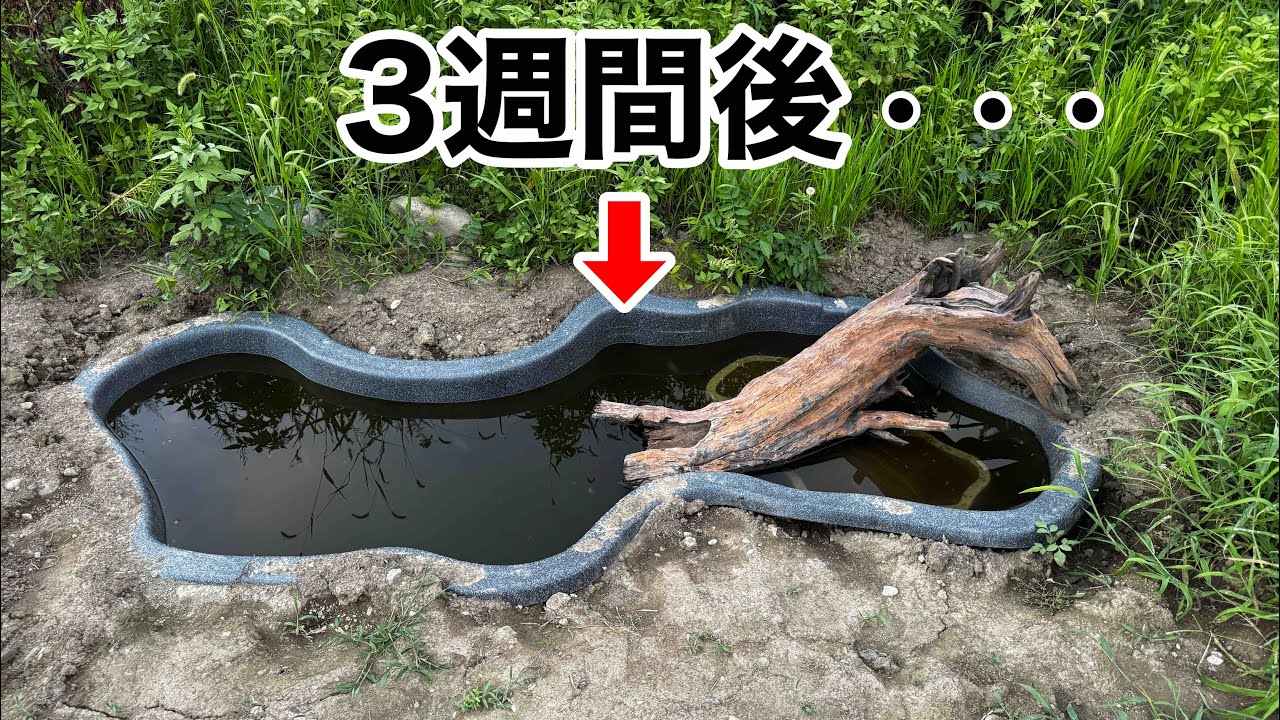 庭に３ｍのビオトープを作って３週間、大量の生き物が集まってきました