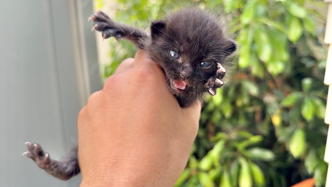 庭に子猫が落ちてたので保護した