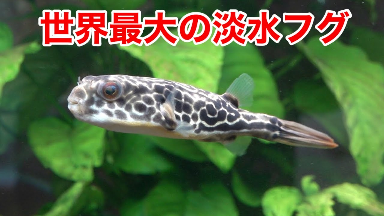 世界最大の淡水フグ、テトラオドン・ムブを飼い始めました