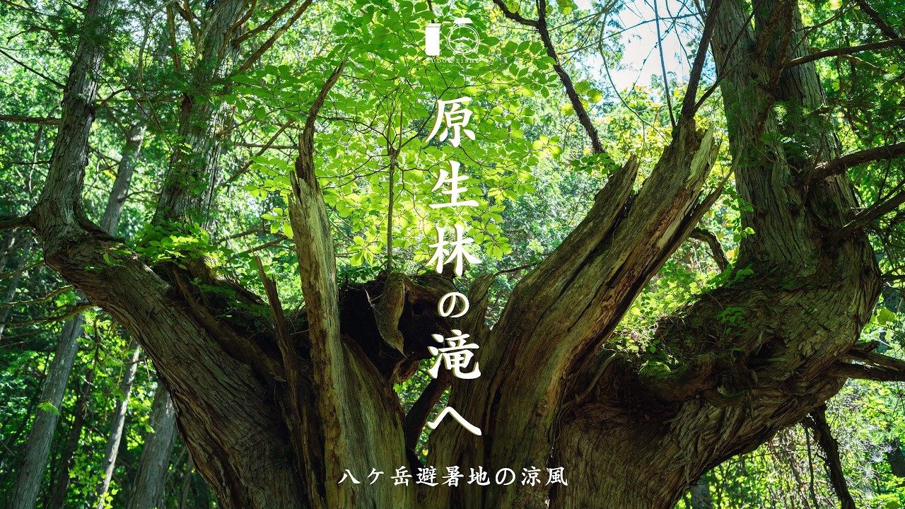 【八ヶ岳】-7℃の涼を求めて、原生林の滝へ。蓼科の旅｜SIGMA fp L｜蓼科