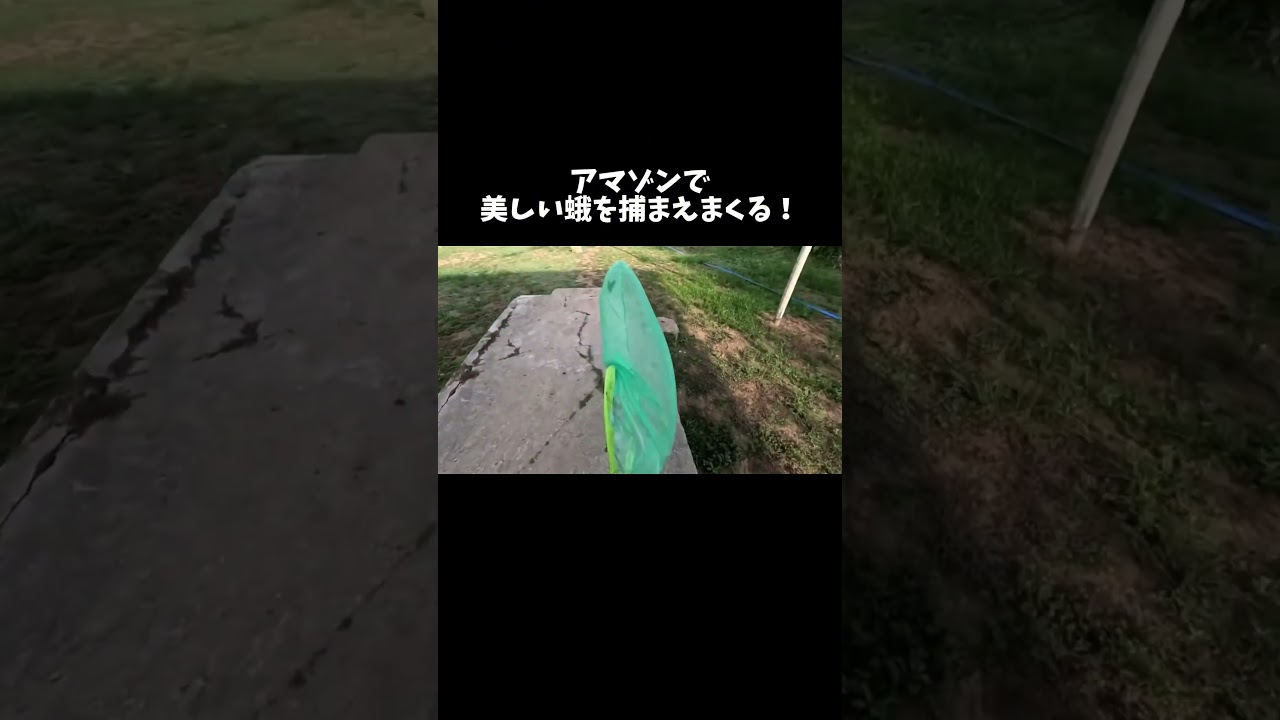 アマゾンで美しい蛾を捕まえまくる！　#shorts