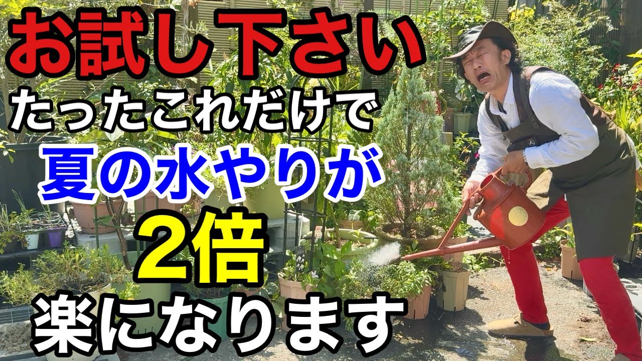 【みんな知らない】植物のここを切るだけで水やりが数倍楽になります。　　　　　　　　　　　【カーメン君】【園芸】【ガーデニング】【初心者】