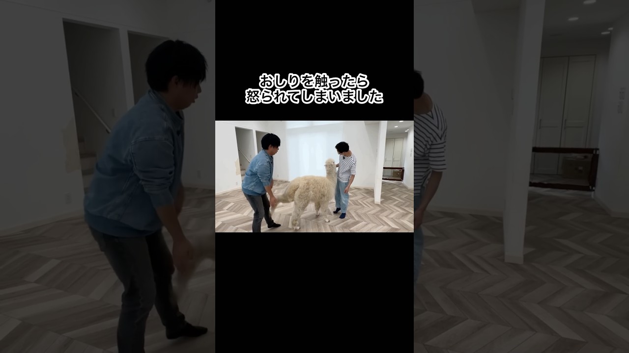 アルパカが可愛すぎる #shorts