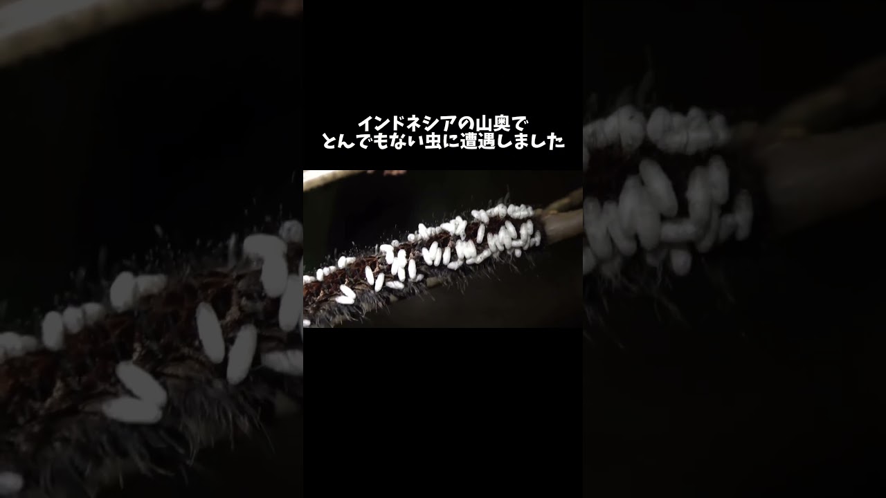 インドネシアの山奥でとんでもない虫に遭遇しました　#shorts