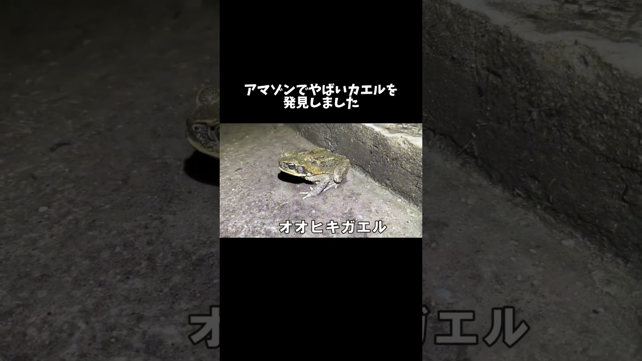 アマゾンでやばいカエルを発見しました #shorts
