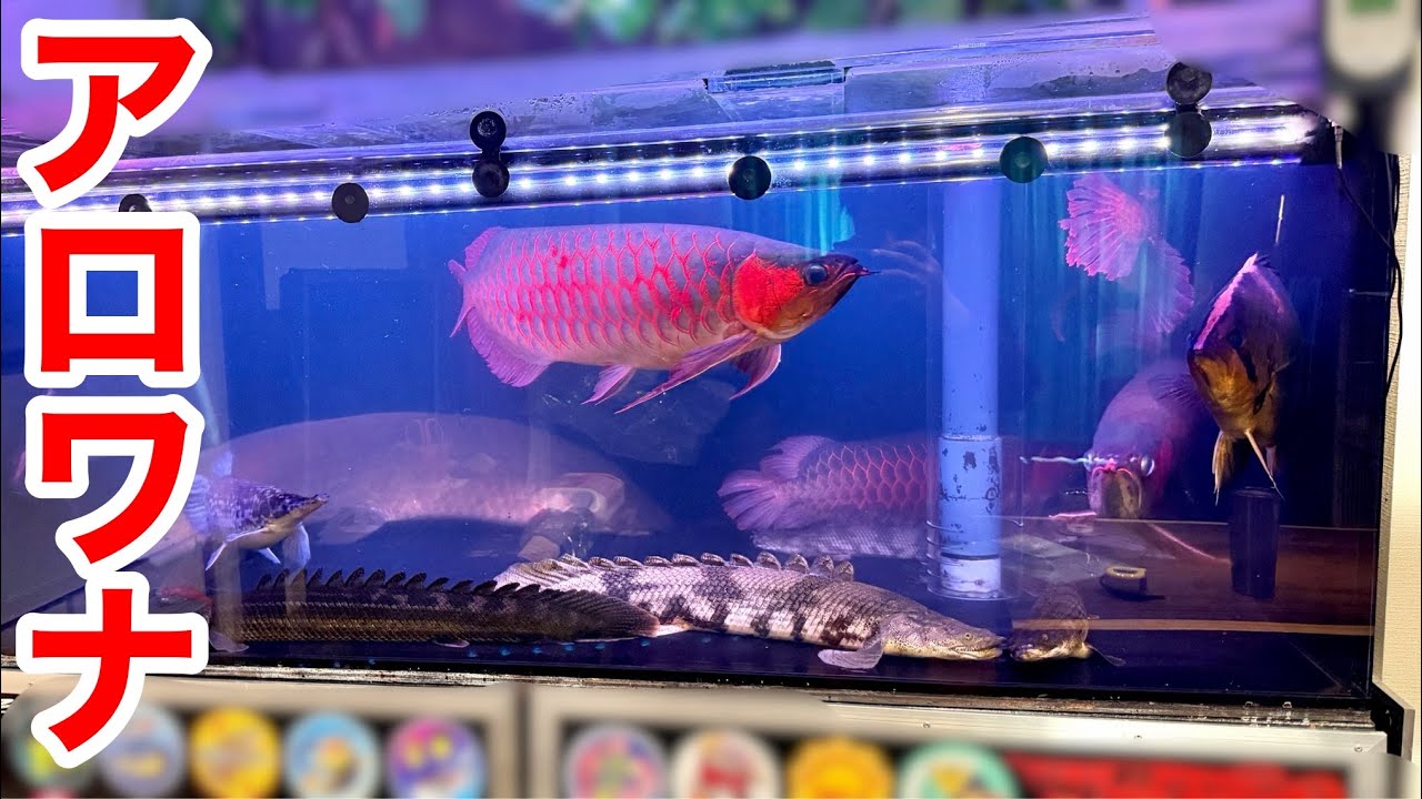 大量のアロワナを飼育する大型魚マニアの家が楽し過ぎた・・・！