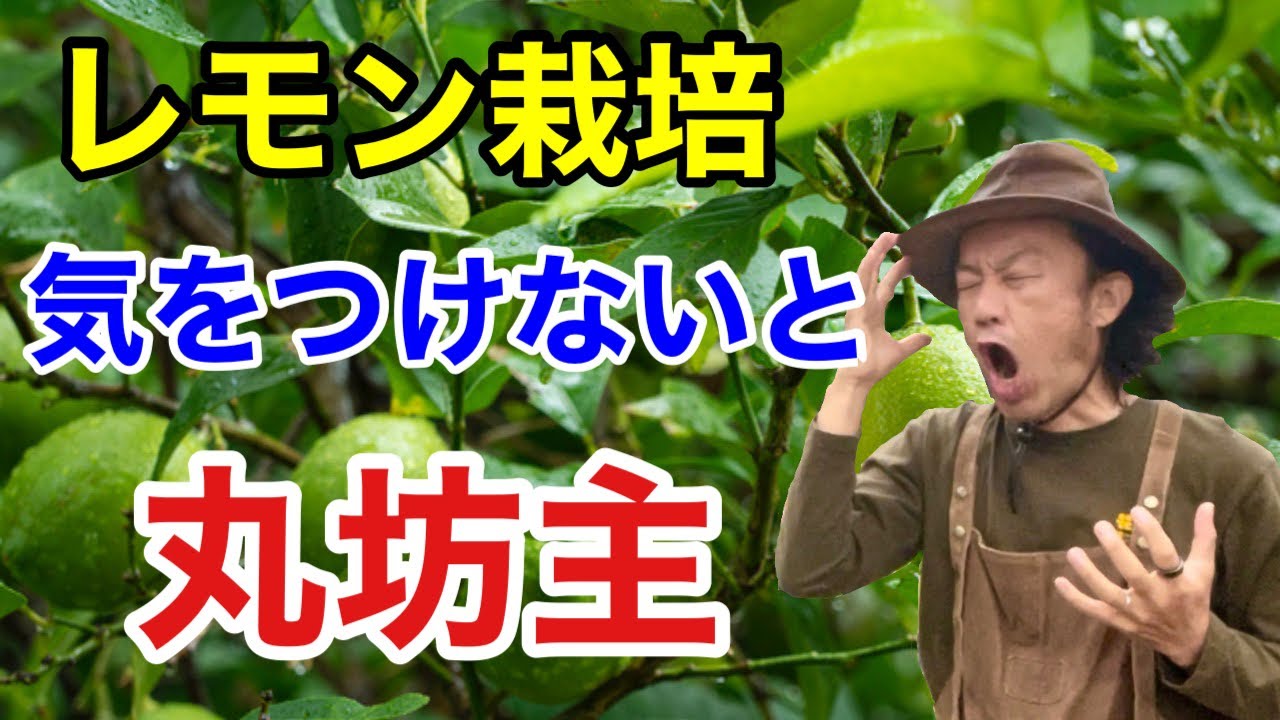 【大事なレモンが。。】知ってれば対処できる　丸裸にされないレモンの育て方　　　　【カーメン君】【ガーデニング】【園芸】