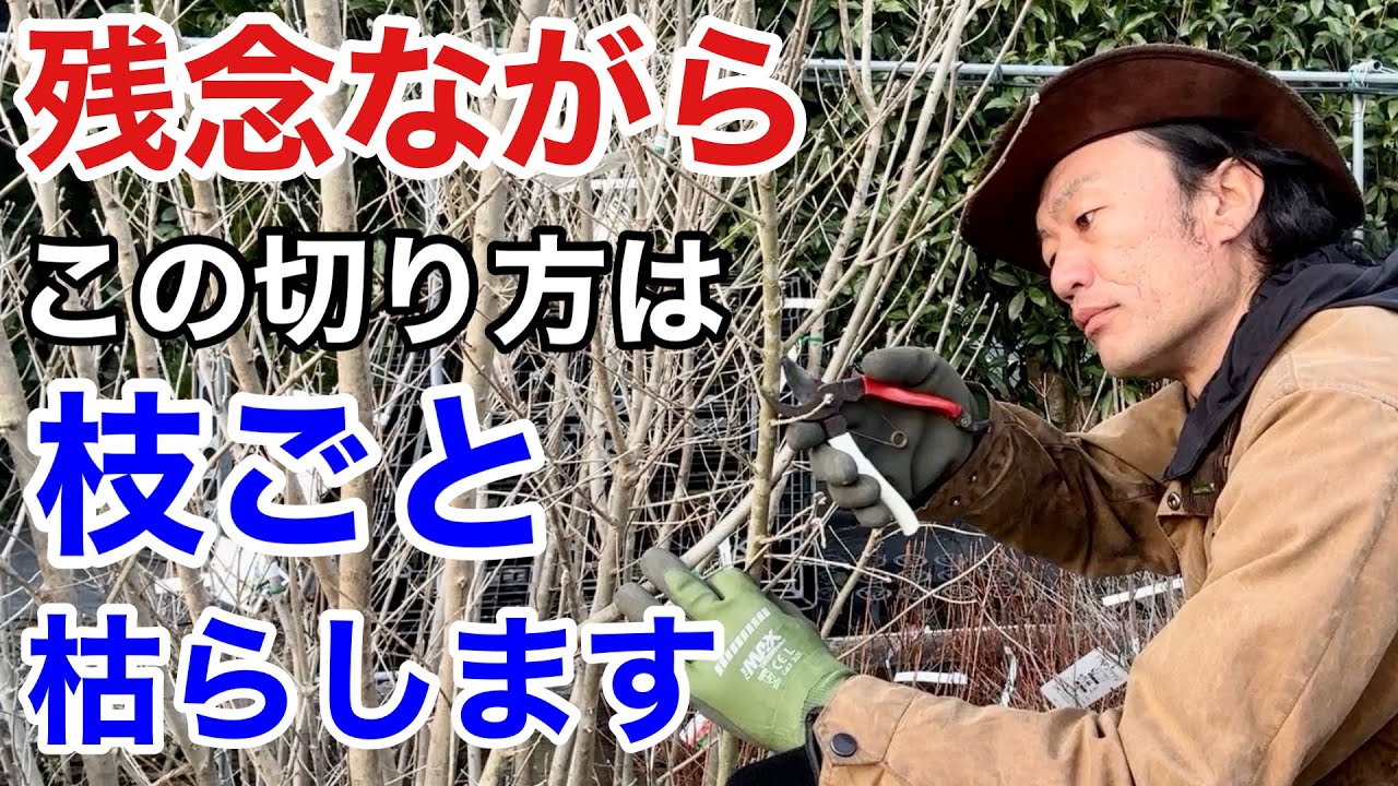 【剪定のルール】初心者でも絶対枯らさない切り方教えます　　【カーメン君】【園芸】【ガーデニング】
