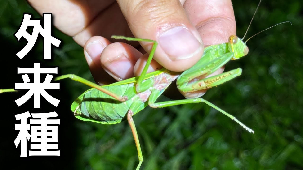 日本で大繁殖中の外来カマキリがヤバ過ぎる