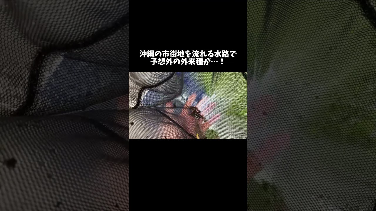 沖縄の市街地を流れる水路で予想外の外来種が捕れてしまう #shorts
