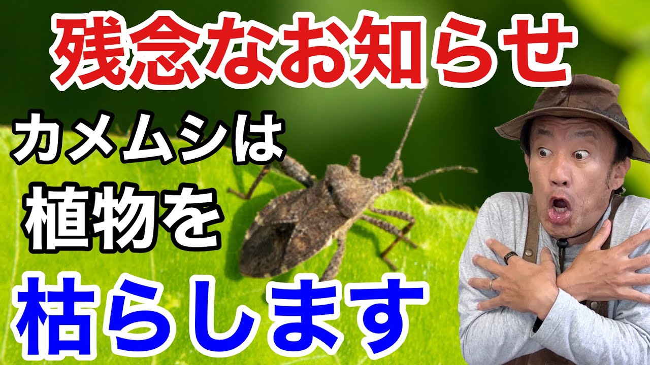 【被害確定】植物に大量発生するカメムシ退治の方法教えます　　　【カーメン君】【園芸】【ガーデニング】【初心者】