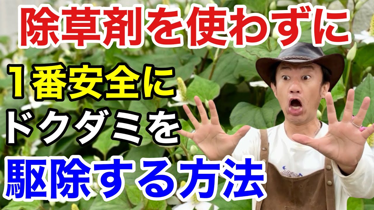 【そのやり方はダメ】ドクダミを除草剤を使わずに賢く防ぐ方法教えます　　　　　　【カーメン君】【園芸】【ガーデニング】【初心者】