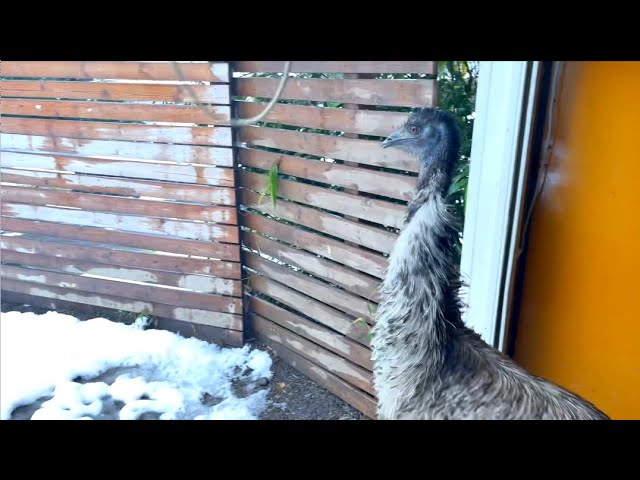 生まれて初めて雪を見たエミューの反応