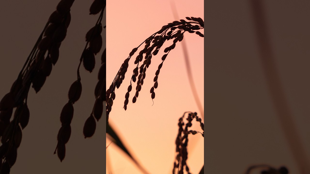 稲穂と秋夕焼け｜Rice Ears and an Autumn Sunset #shorts