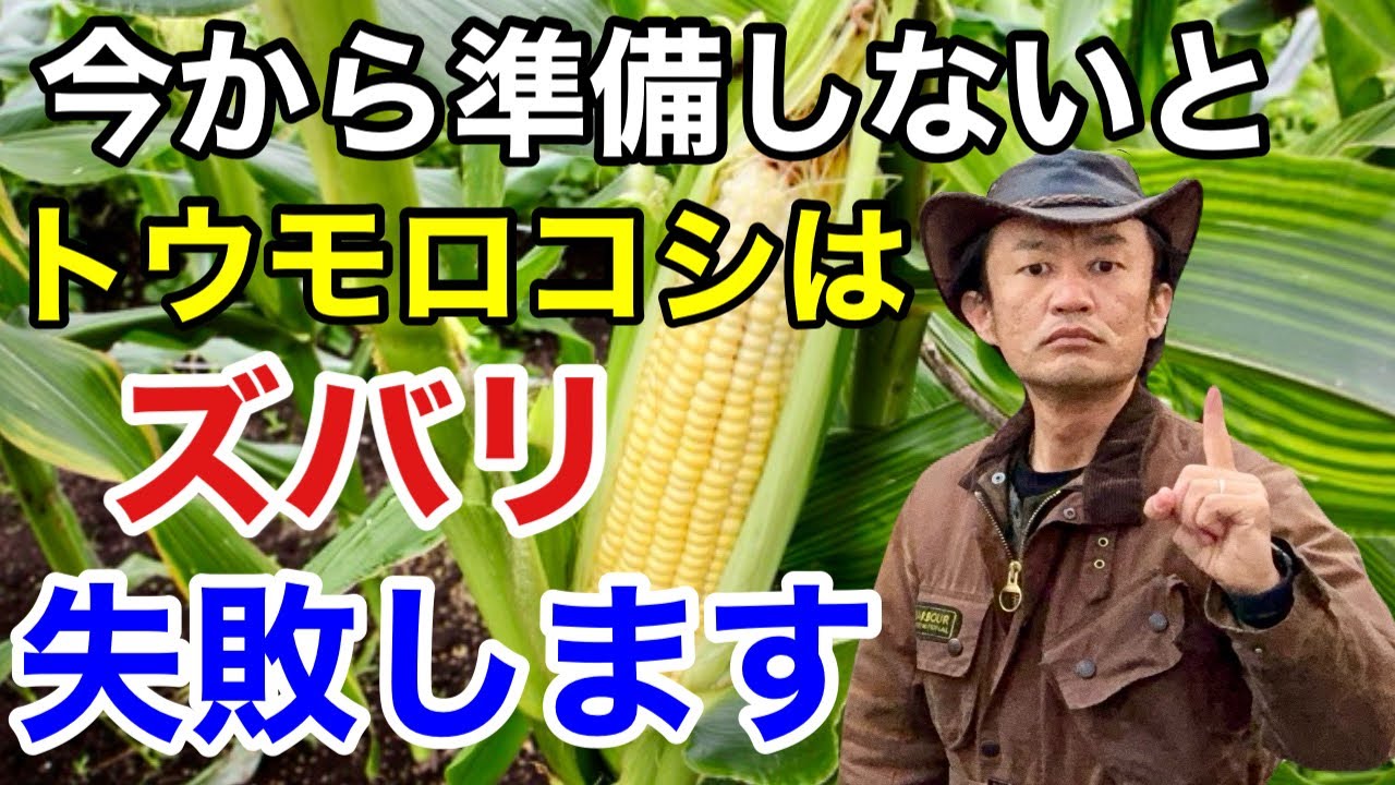 今年のとうもろこし栽培はたったこれだけで劇的に成功します　　　　　【カーメン君】【園芸】【ガーデニング】【トウモロコシ】