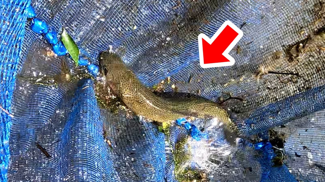 真夏の川でガサガサしたら予想外の外来魚が捕れてしまいました