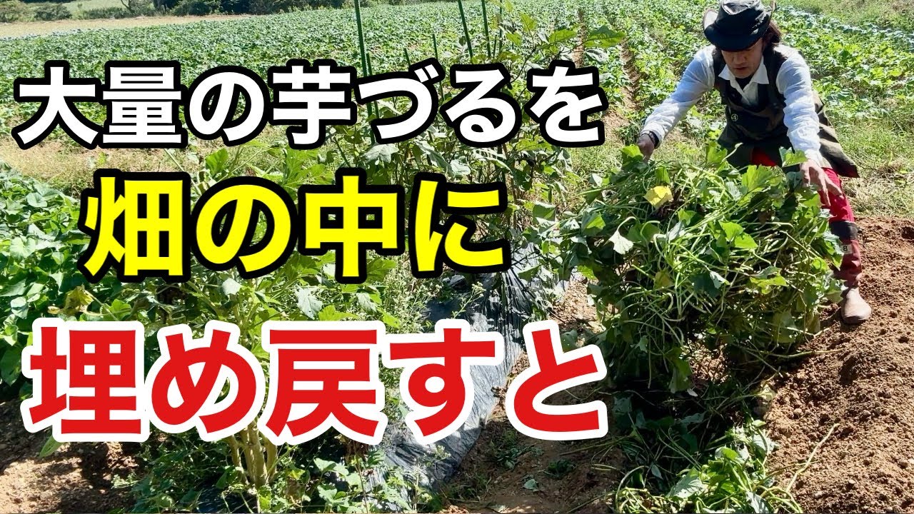 【絶対に捨てないで下さい】畑の土がとんでもなく良くなります　　　【カーメン君】【園芸】【さつまいも】【初心者】
