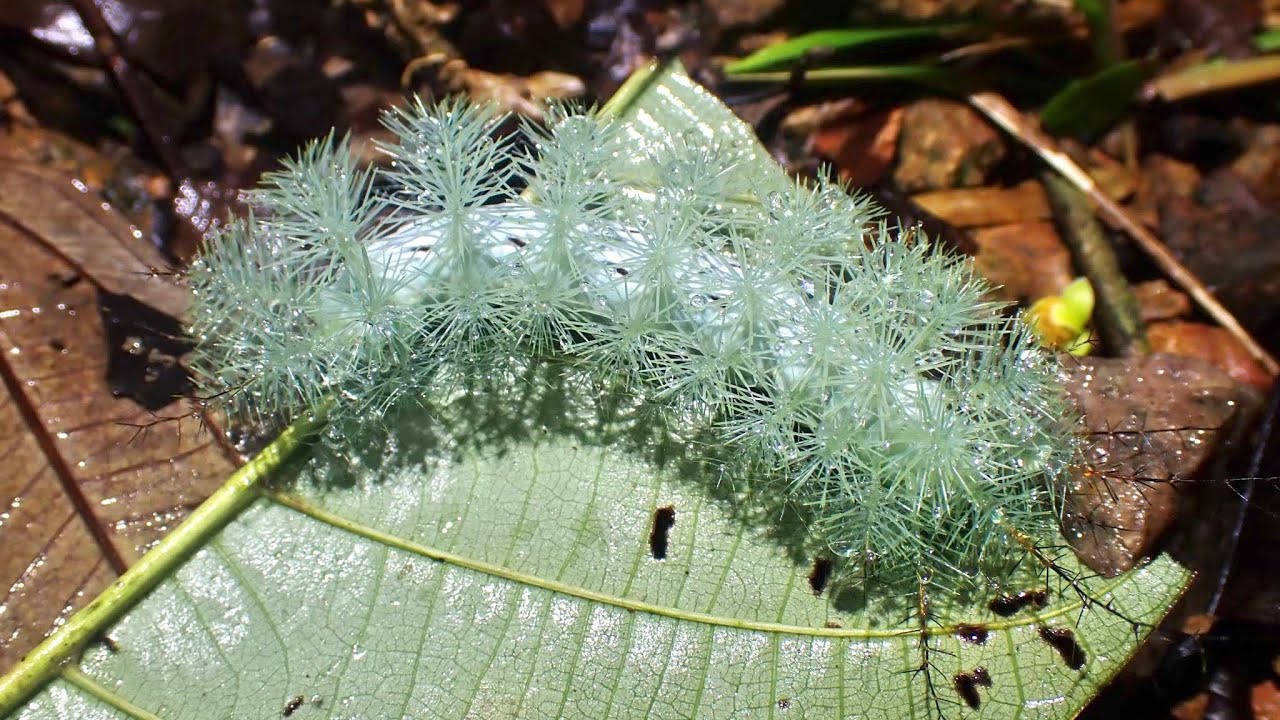 南米の山奥でとんでもない虫と遭遇しました