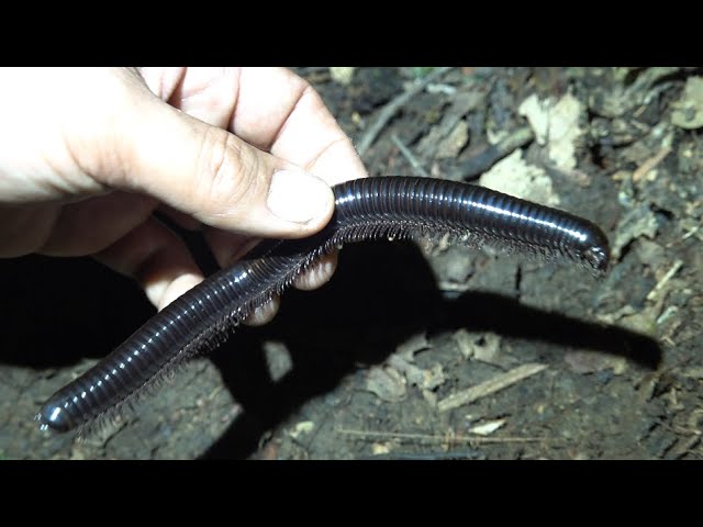 インドネシアの山奥でとんでもない虫に遭遇しました