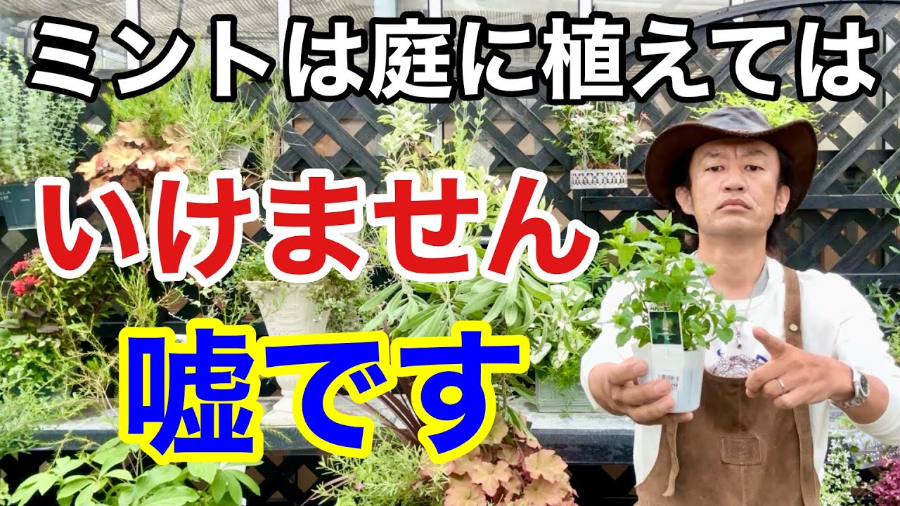 【新常識】ミントの賢い植え方と管理法教えます　　　　　　　　　【カーメン君】【園芸】【ガーデニング】【初心者】