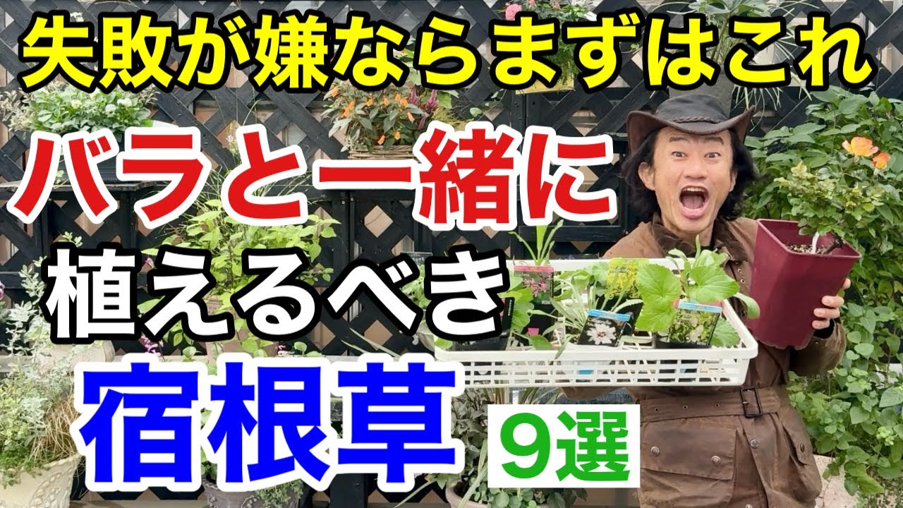 【バラを助ける】目からウロコの宿根草教えます！　　　　　　　　　　【カーメン君】【園芸】【ガーデニング】【初心者】