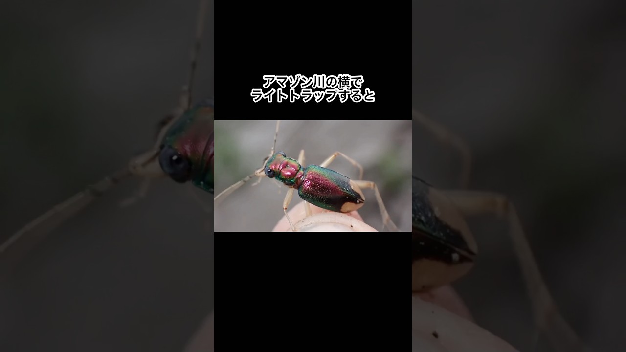 アマゾン川の横でライトトラップすると… #shorts