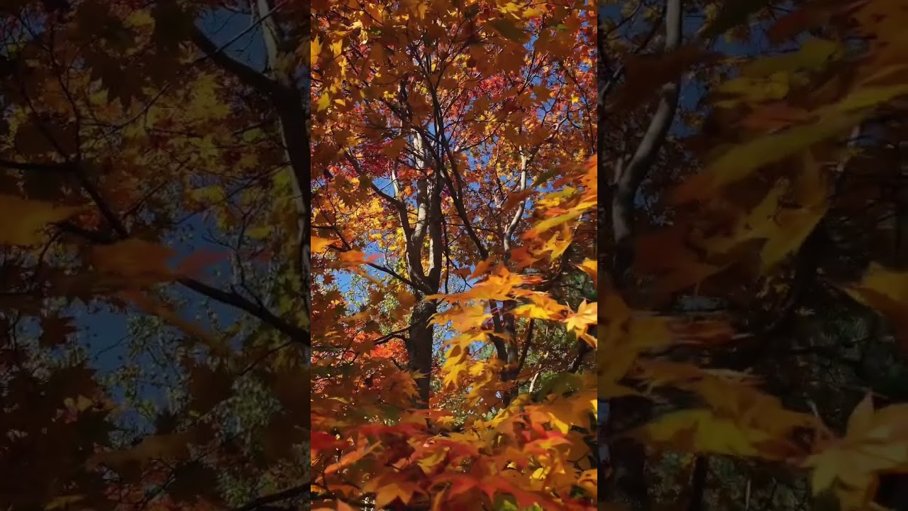 【紅葉】もみじ湖で最も早い黄葉