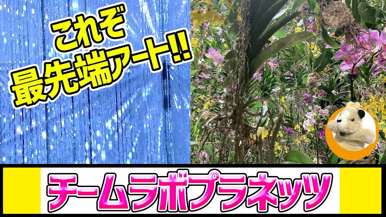 【会期延長決定!!】話題沸騰のデジタルアートの世界！チームラボの提供するアートとはなんぞや？