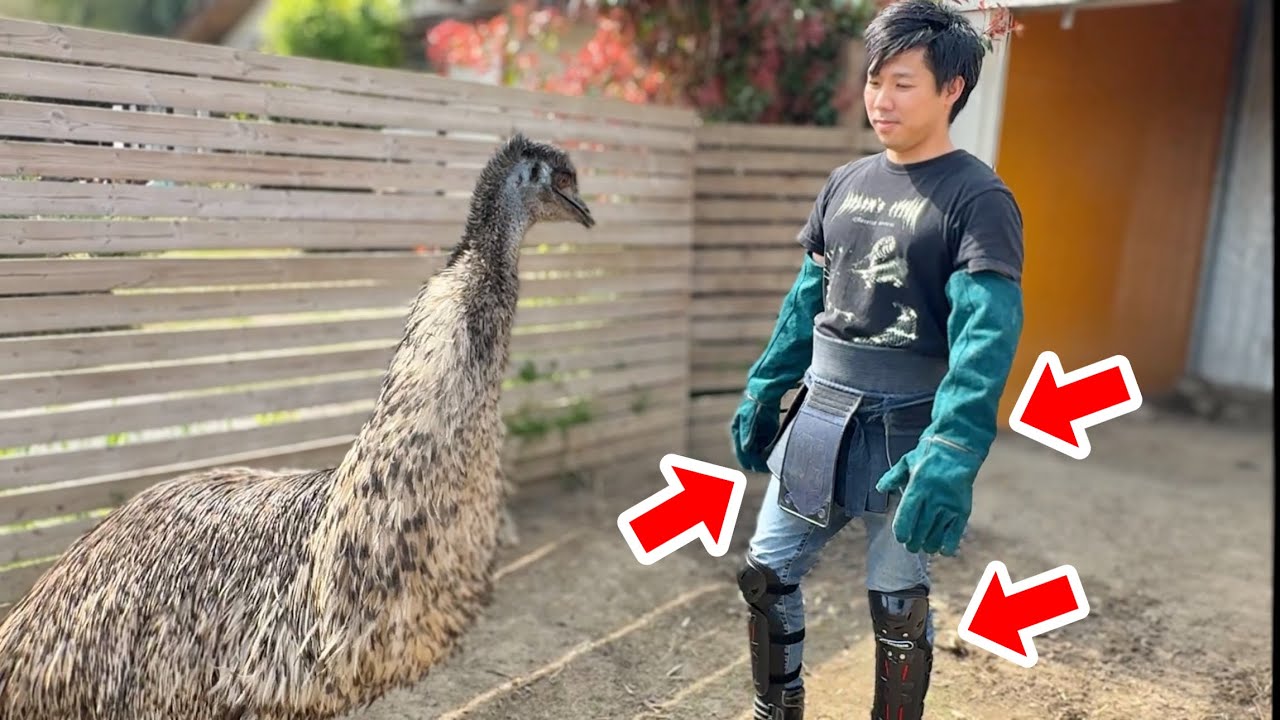 凶暴化した巨大鳥エミューに対抗する為のフル装備を用意しました