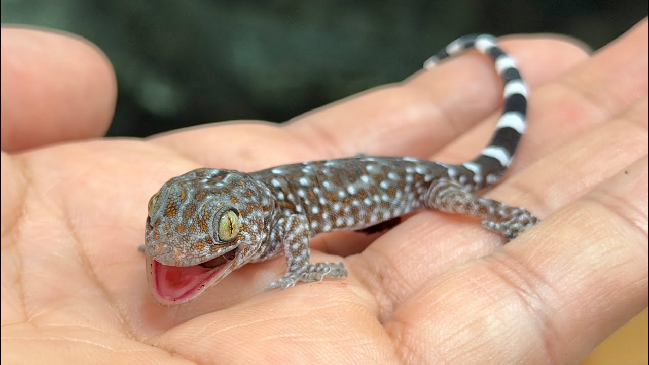 トッケイヤモリの赤ちゃんが生まれました