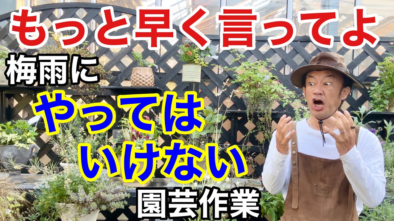 【お急ぎ下さい】梅雨時期の植物はどんどん痛みます　　　　　　　　　　【カーメン君】【園芸】【ガーデニング】【初心者】